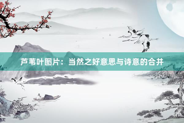 芦苇叶图片：当然之好意思与诗意的合并